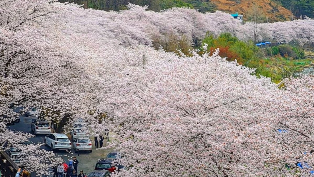 하동 십리벚꽃길. / 하동군 공식 블로그, AI