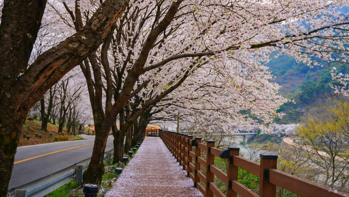 하동 십리벚꽃길.  / 하동군 공식 블로그, AI