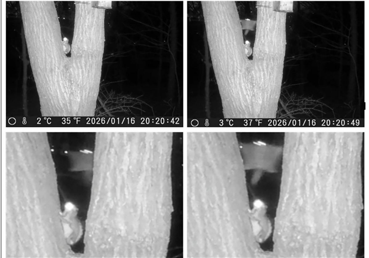 무인 센서 관찰 카메라에 찍힌 하늘다람쥐. / 성남시 제공