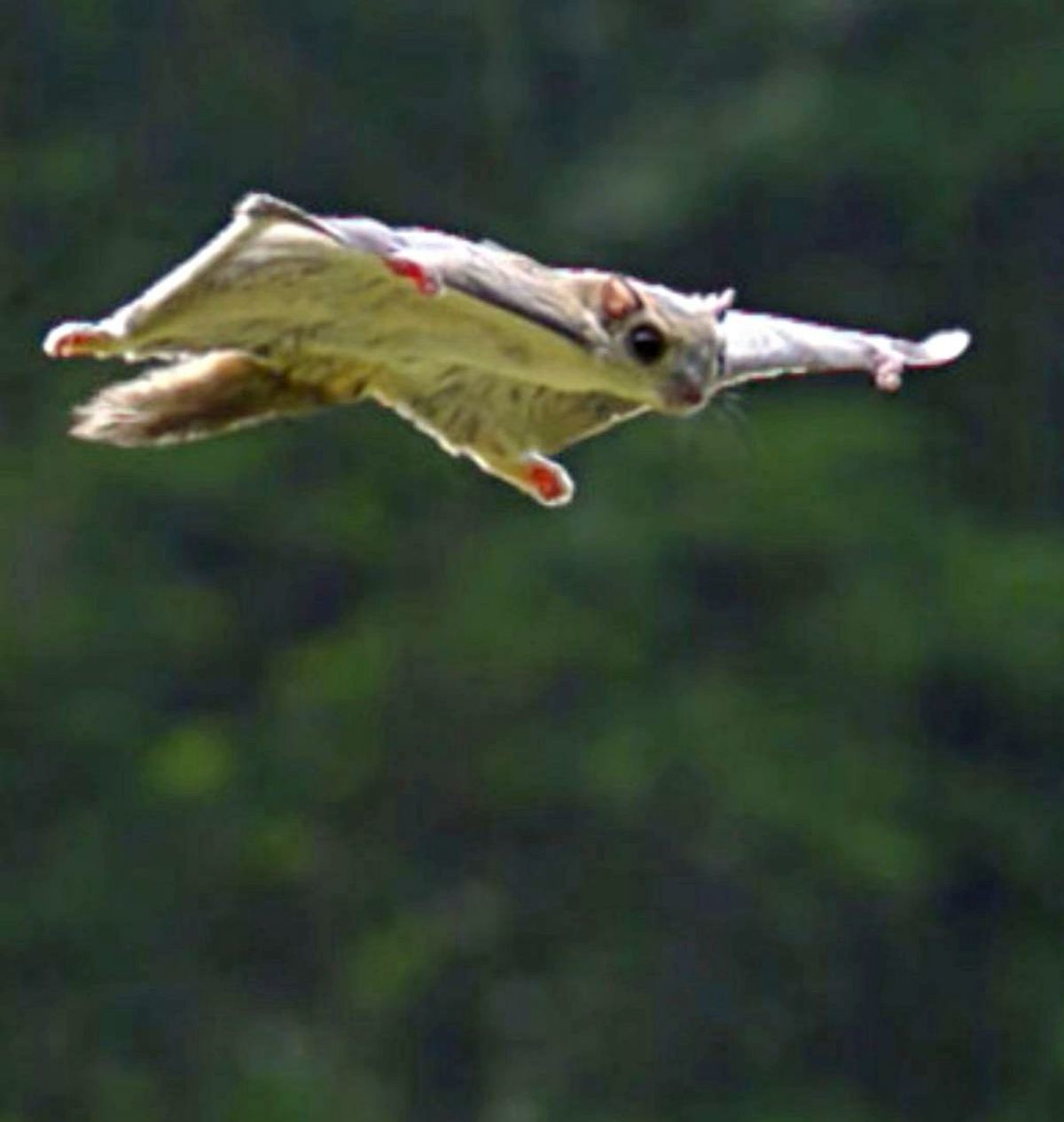 비행하는 하늘다람쥐. 자료사진. / 유튜브 'EBS Beyond Eye'