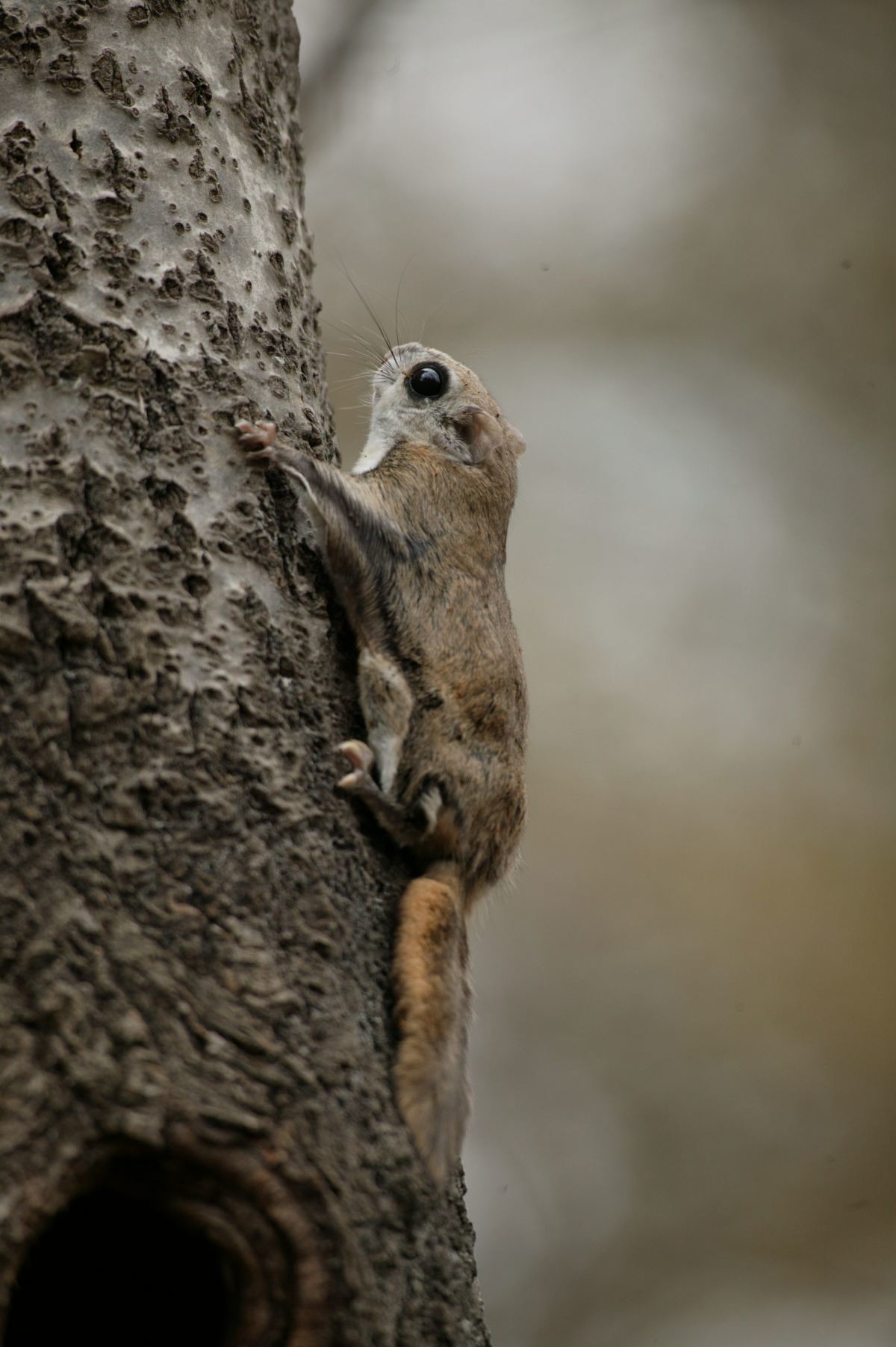 나무 위의 하늘다람쥐. / 국립생물자원관