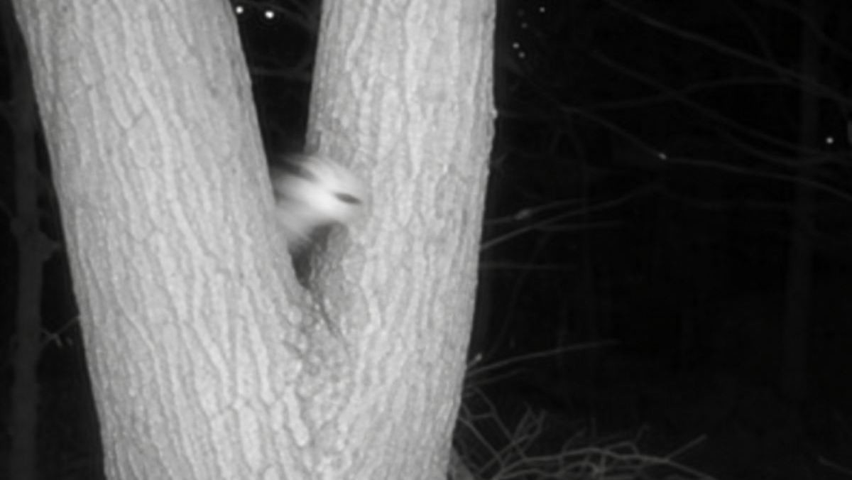 성남시 제공 무인 센서 관찰 카메라샷 토대로 AI툴 활용해 제작한 자료사진.