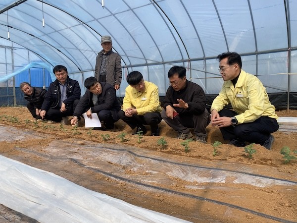 미니수박 첫 정식 / 고창군