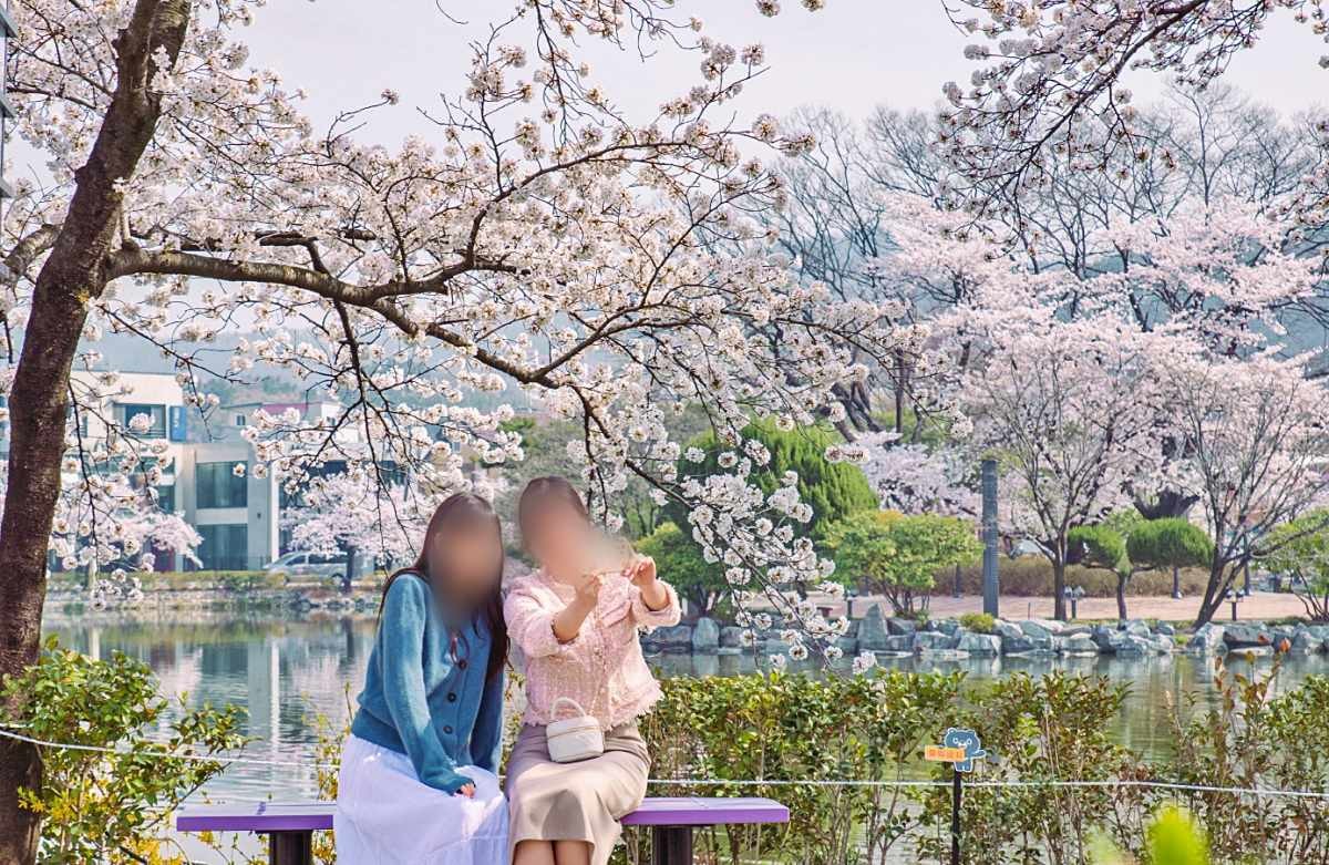 연화지의 봄 / 김천시 제공-뉴스1