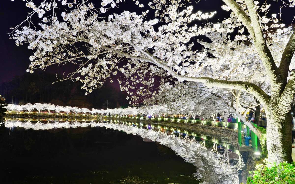 연화지 야경 / 김천시 제공-뉴스1