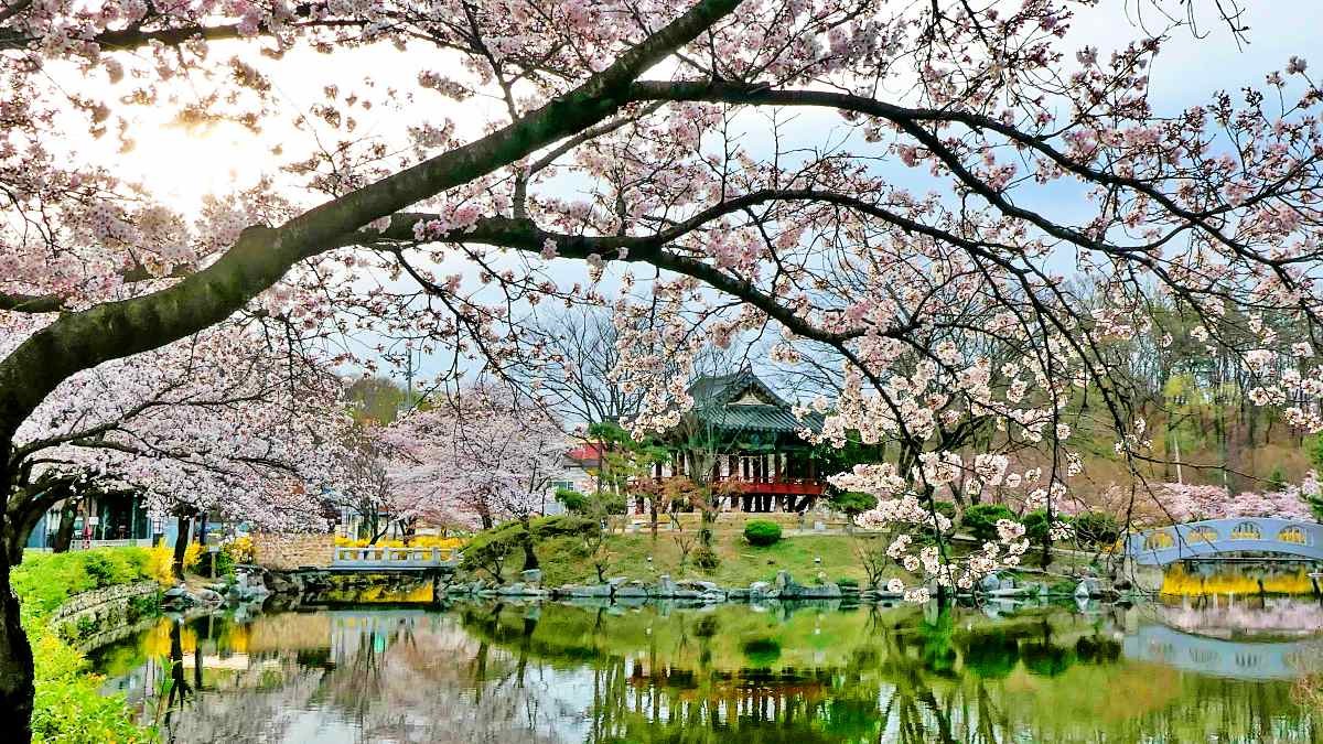 벚꽃이 만개한 연화지 / 김천시 제공-뉴스1