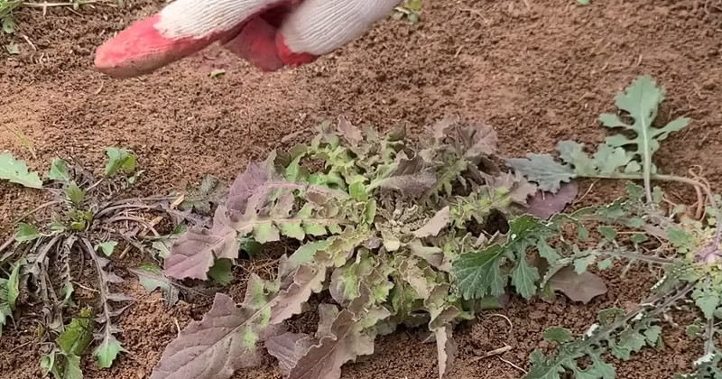 유튜브 '반달곰의 새싹'