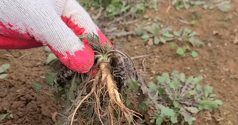 유튜브 '반달곰의 새싹'