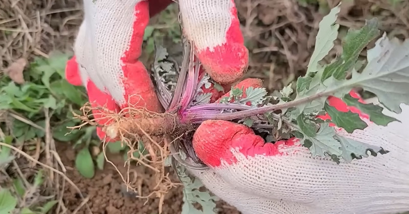 유튜브 '반달곰의 새싹'