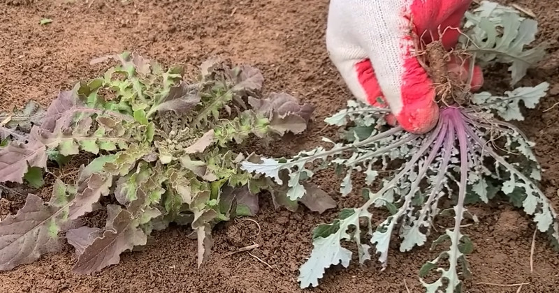 유튜브 '반달곰의 새싹'