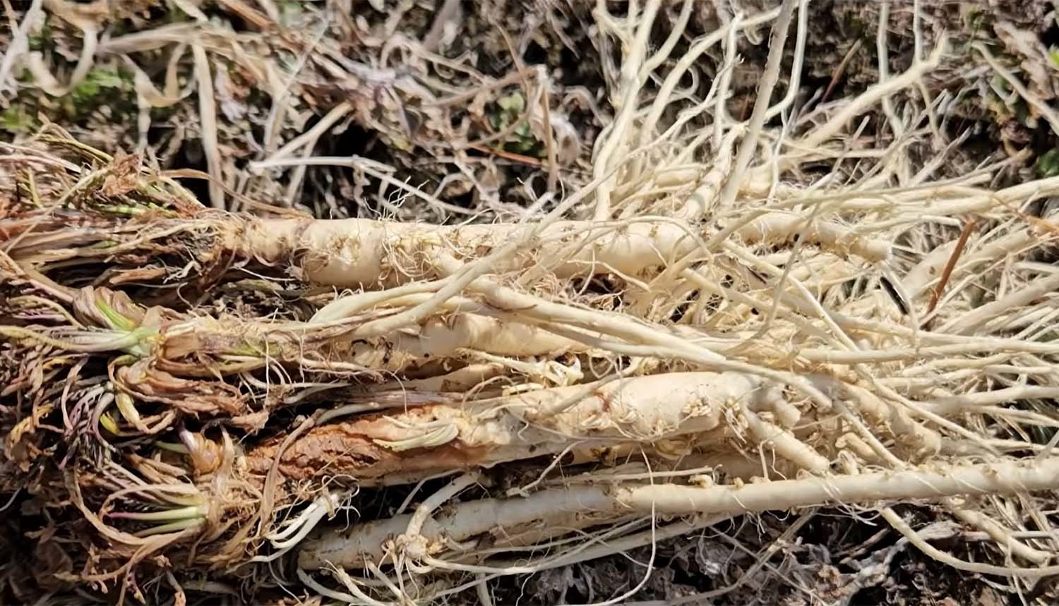 속속이풀 / '텃밭친구' 유튜브