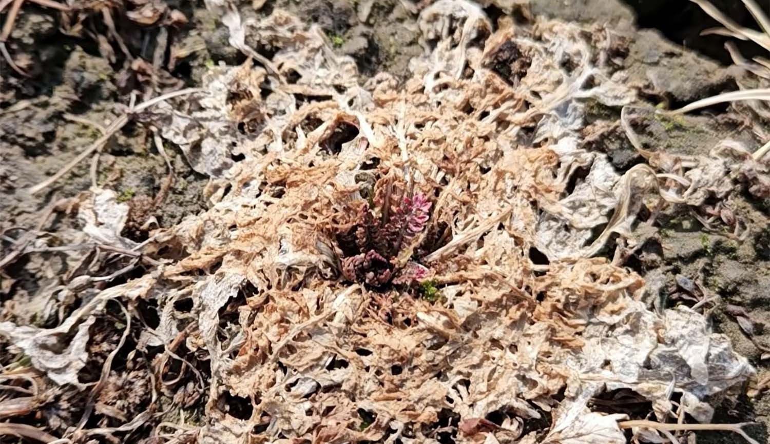 속속이풀. 말라 죽은 것처럼 보이지만 뿌리가 살아 있다. / '텃밭친구' 유튜브