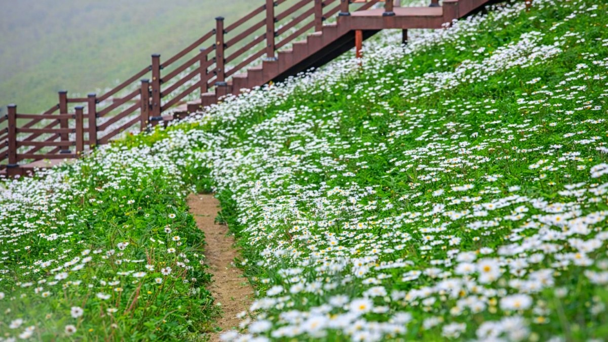 평창 청옥산 육백마지기. 기사 내용 토대로 AI툴 활용해 제작한 자료사진.
