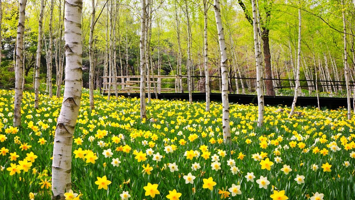 화담숲. / 연합뉴스, AI