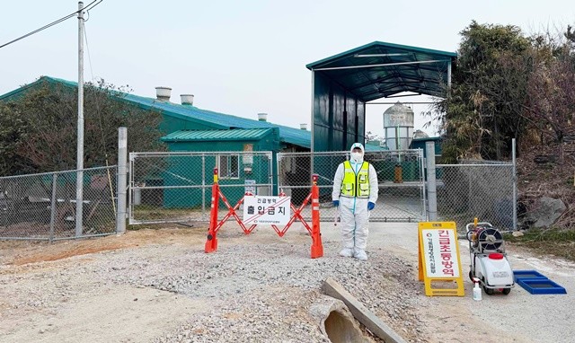 아프리카돼지열병 긴급초동방역