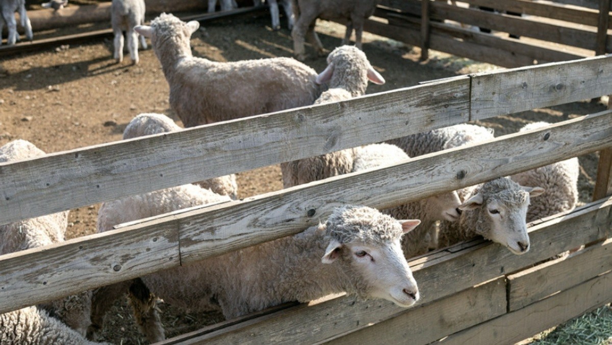 해피초원목장. / 춘천시 공식 블로그