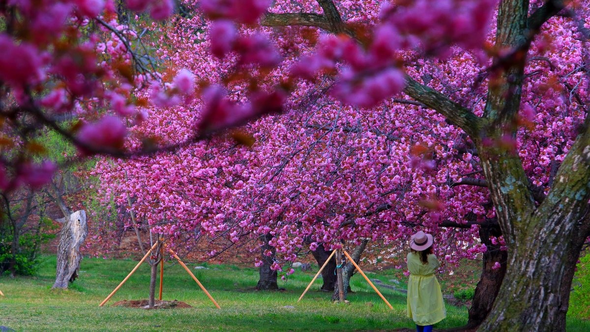 경주 불국사공원 겹벚꽃. / KoreaKHW-shutterstock.com