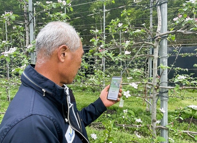 장성지역 농업인이 스마트폰 앱을 이용해 과수 화상병 예찰을 하고 있다. 장성군 제공