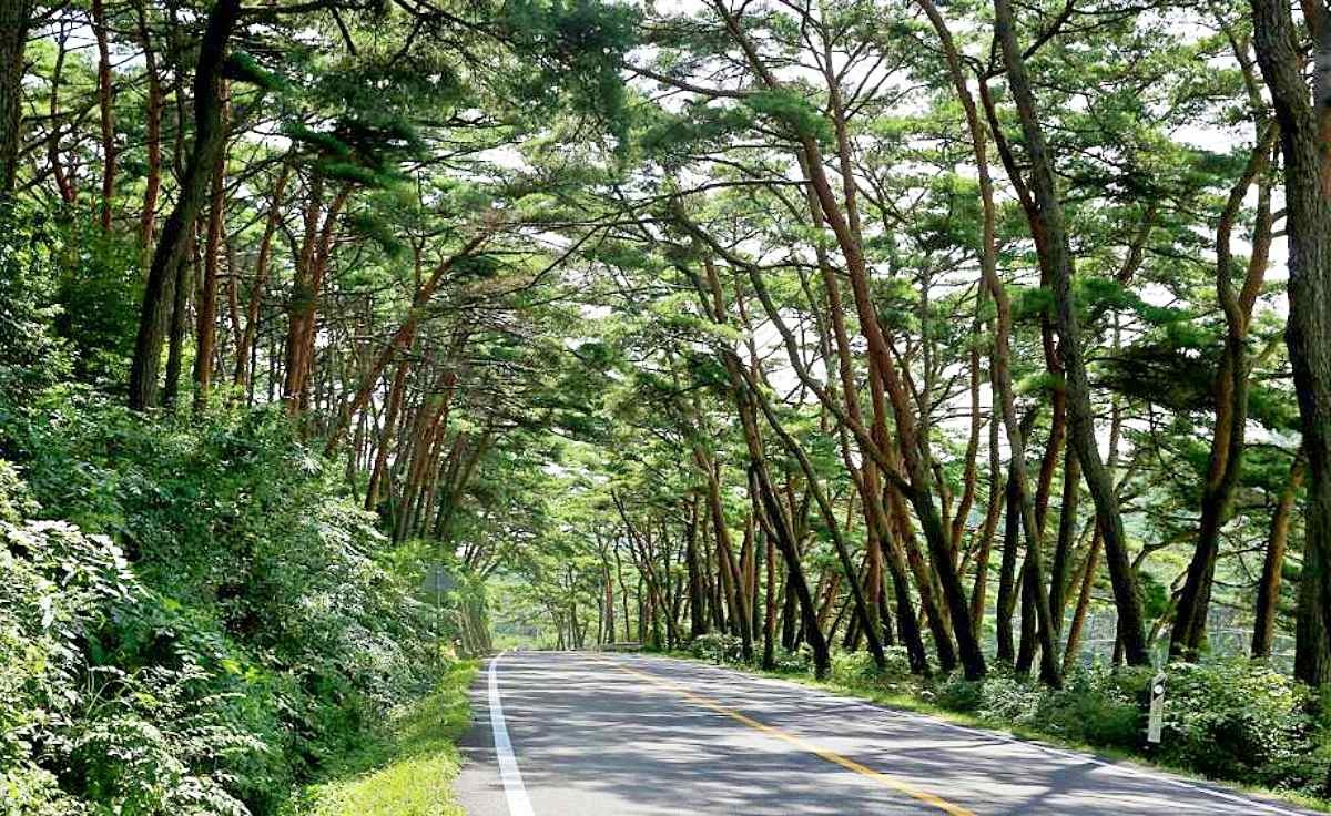 안면송림 / 충남관광 홈페이지