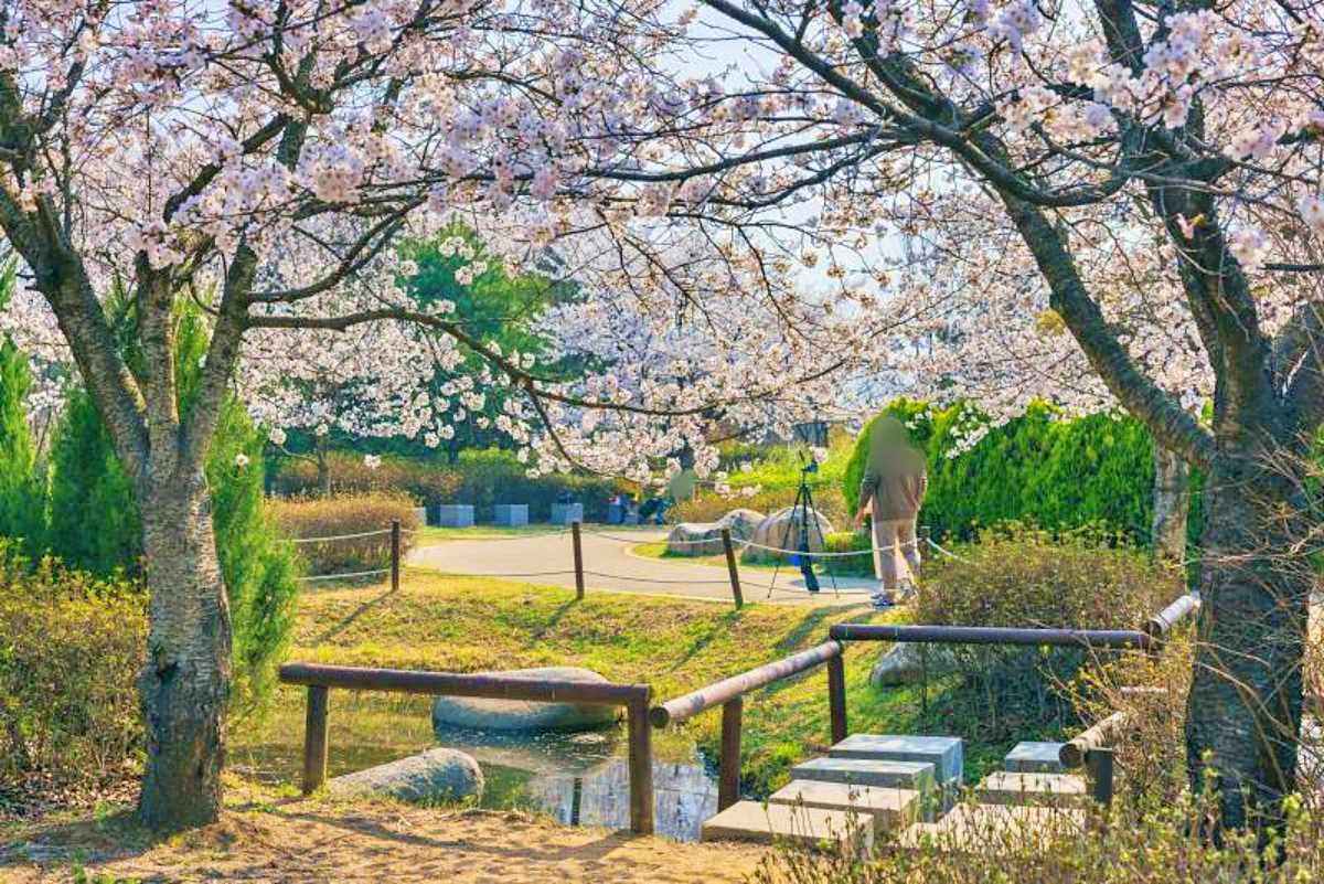 인천대공원 벚꽃 / 인천광역시 홈페이지