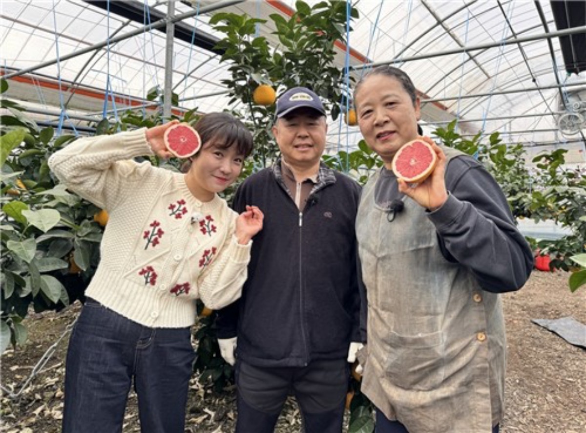 제주 함덕농협 자몽 재배 농가에서 갓 수확한 자몽. / 농협경제지주 제공