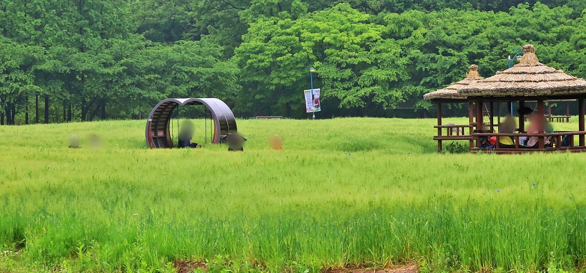 인천대공원 어울정원 청보리밭 / 연합뉴스