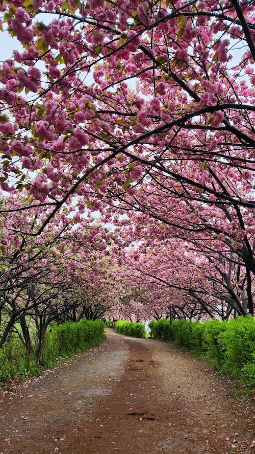 완산공원 꽃동산 종합대책 추진 / 전주시