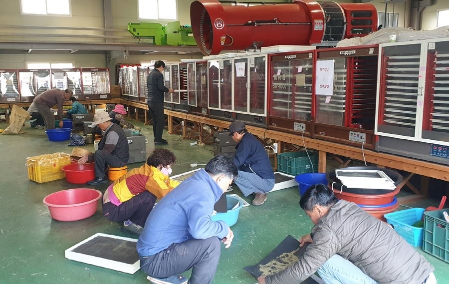 농업인들이 꽃가루은행에서 꽃가루 채취작업을 하고 있다. / 영천시 제공