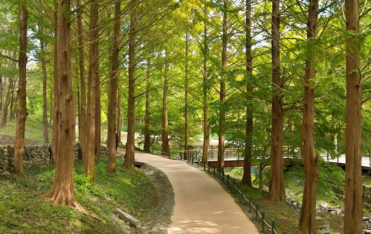 메타세콰이어길   / 미동산수목원 홈페이지 캡처