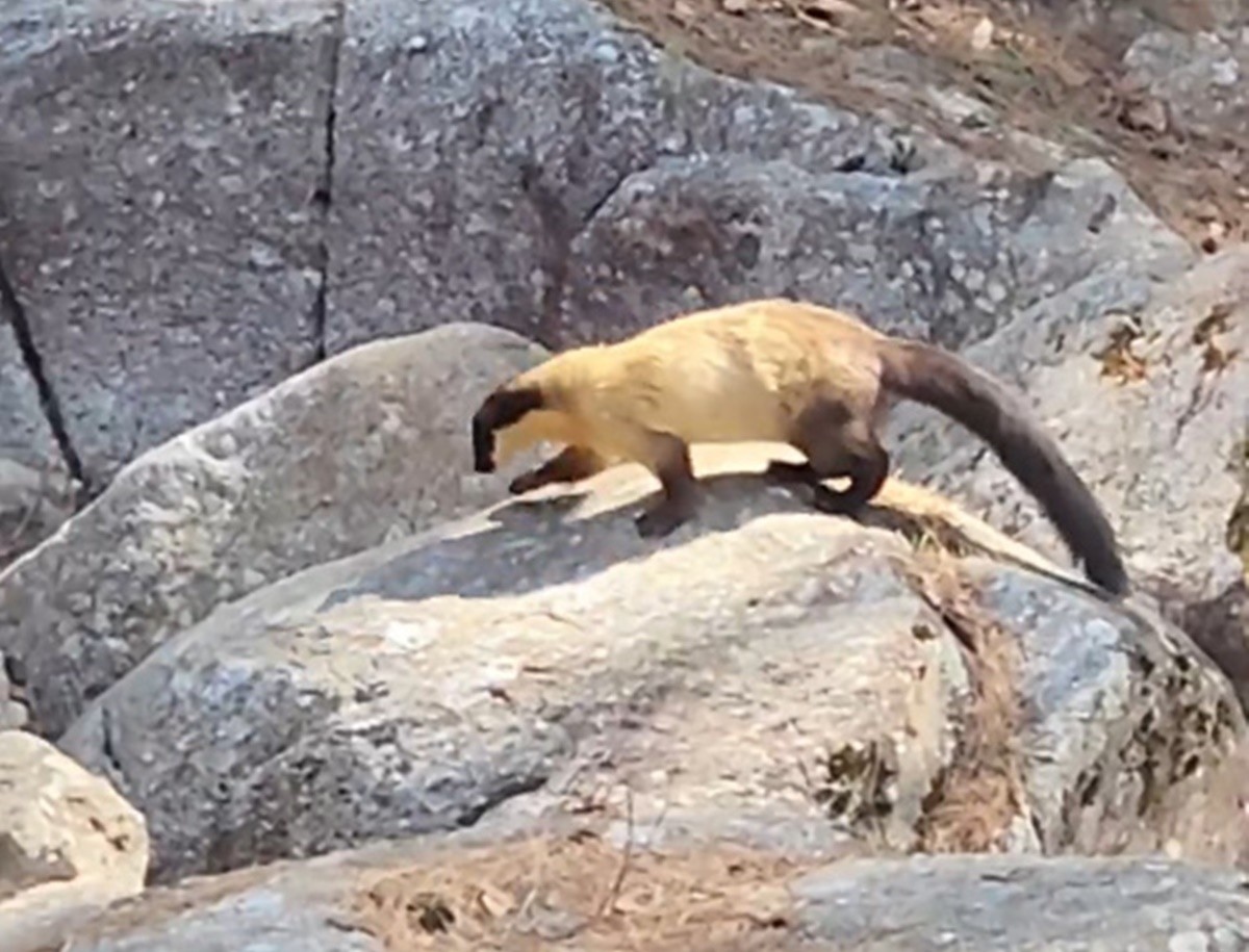 지리산 화엄사 계곡에서 포착된 멸종위기 동물 담비 / 보배드림