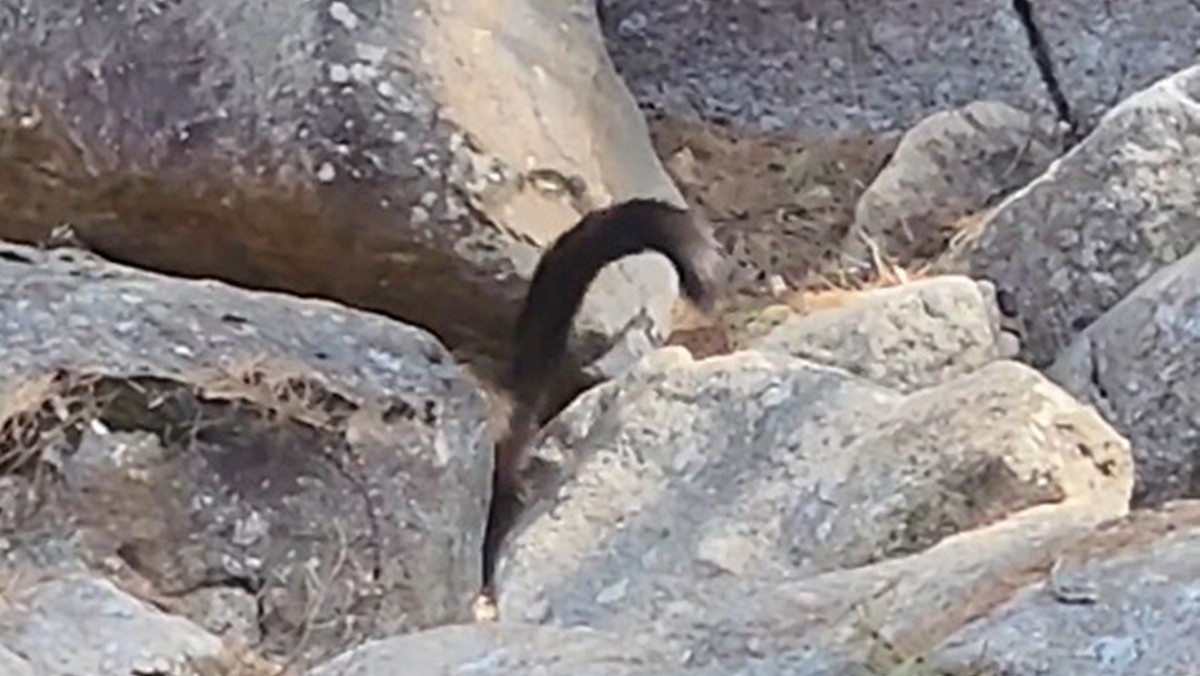 지리산 계곡에서 포착된 멸종위기 야생동물 담비 / 보배드림