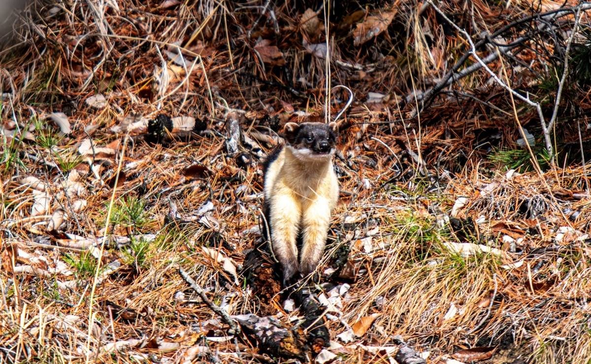 환경부 지정 멸종위기 2급인 담비 / 뉴스1
