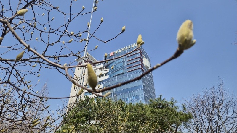 19일 충남권 아침 기온이 0℃ 안팎까지 떨어지며 쌀쌀한 날씨를 보이는 가운데 목련 꽃봉오리가 다가오는 봄을 알리고 있다./사진=김지연 기자