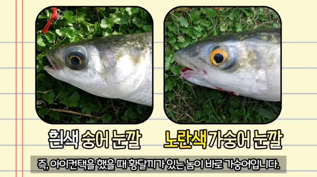 숭어와 가숭어 구분법. / 유튜브 ‘생선선생 미스터S’