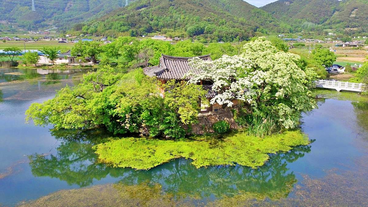 위양지 이팝나무 / 밀양시 제공-뉴스1