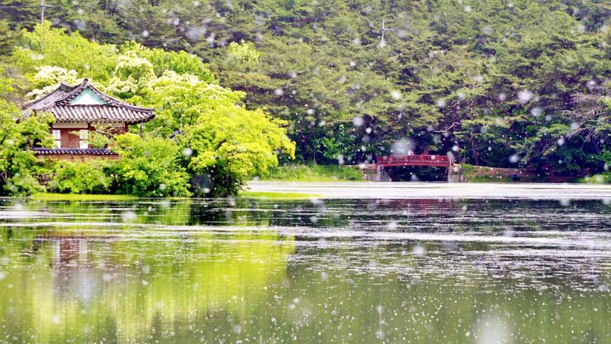 위양지, 5월의 함박눈   / 뉴스1