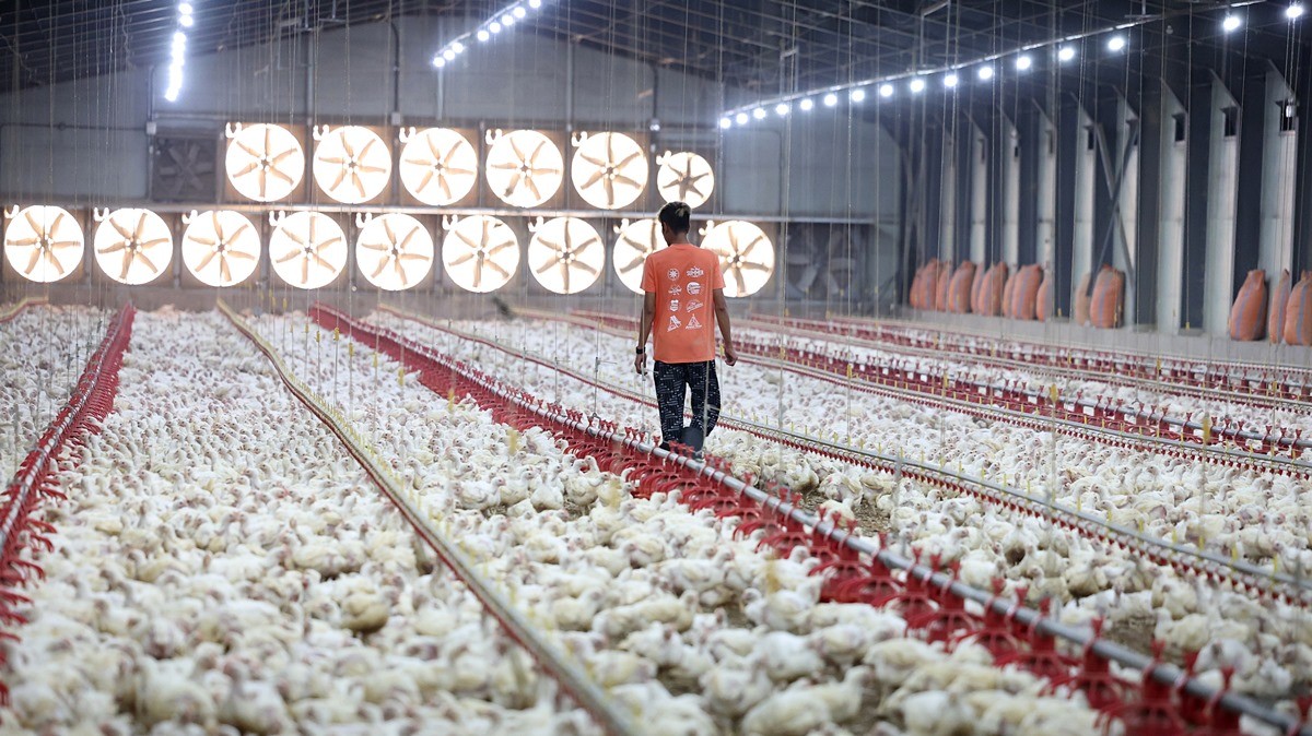 양계장 자료 사진 / 뉴스1