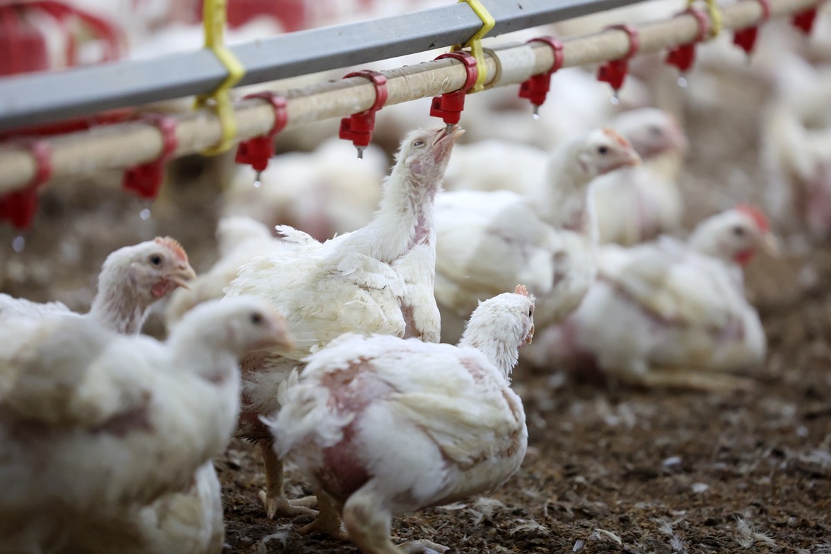 양계장에서 사육 중인 닭들 / 뉴스1