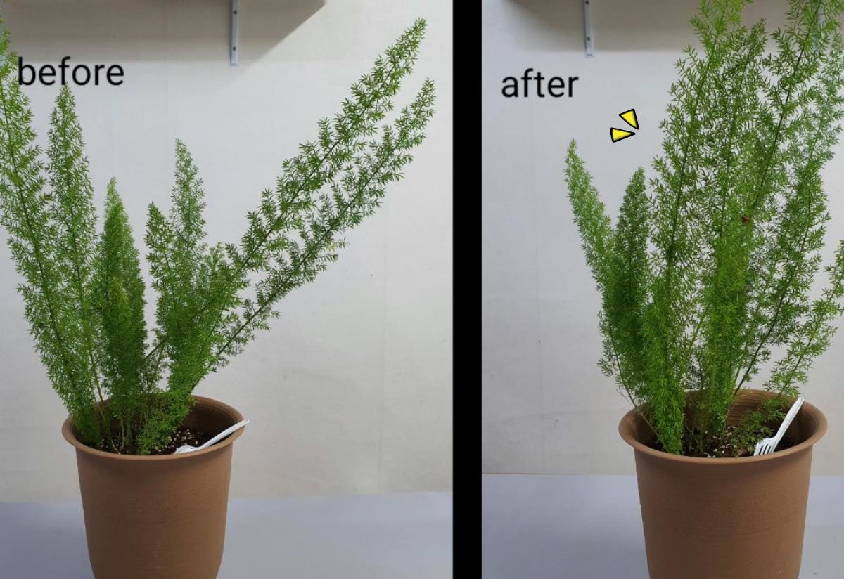 시금치 끈 이용한 식물 관리 꿀팁. 집에서 키우는 화분이나 다육식물, 작은 화초는 시간이 지나면서 줄기나 잎이 늘어지거나 한쪽으로 쏠리는 경우가 많다. 이때 철심 끈을 이용해 가지를 부드럽게 모아주거나 지지해주면 형태를 정리하는 데 도움이 된다. 유튜브 채널 '더하기 빼기 생활Life of plus&minus' 자료 활용해 만든 이미지.