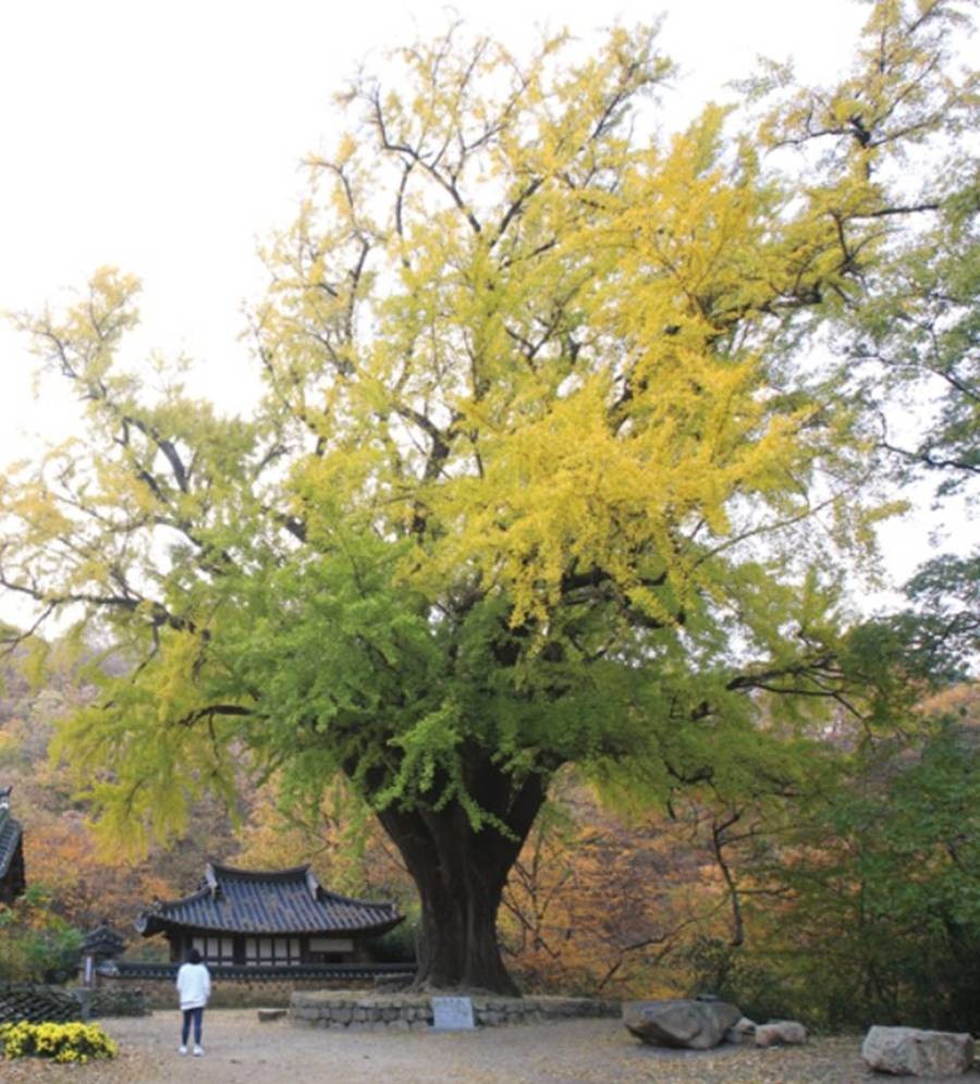 경주 운곡서원 은행나무/이하 경북도