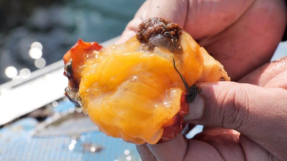 EBS1 '한국기행' 미리보기 페이지에서 제공하는 '통영 봄 바다 한 그릇' 편 자료 사진. / EBS1 제공