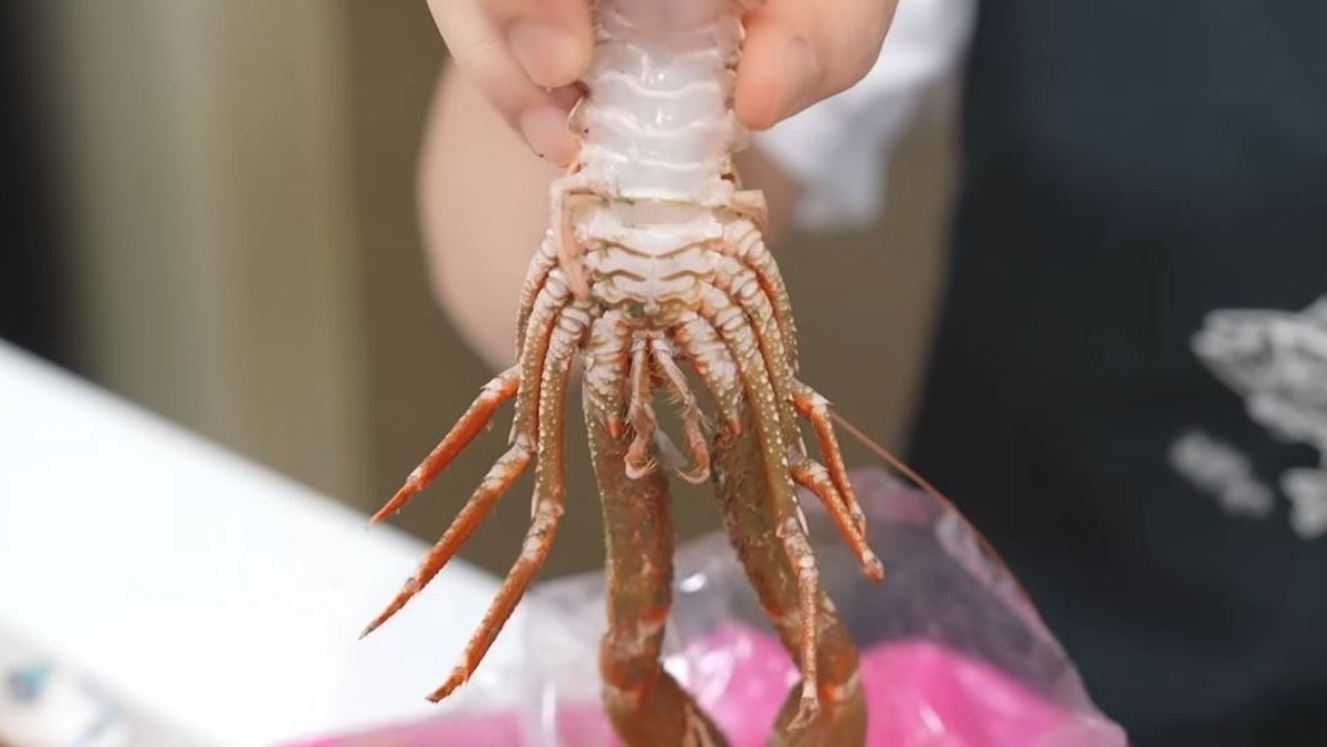 새우. / 유튜브 '입질의추억TV jiminTV'