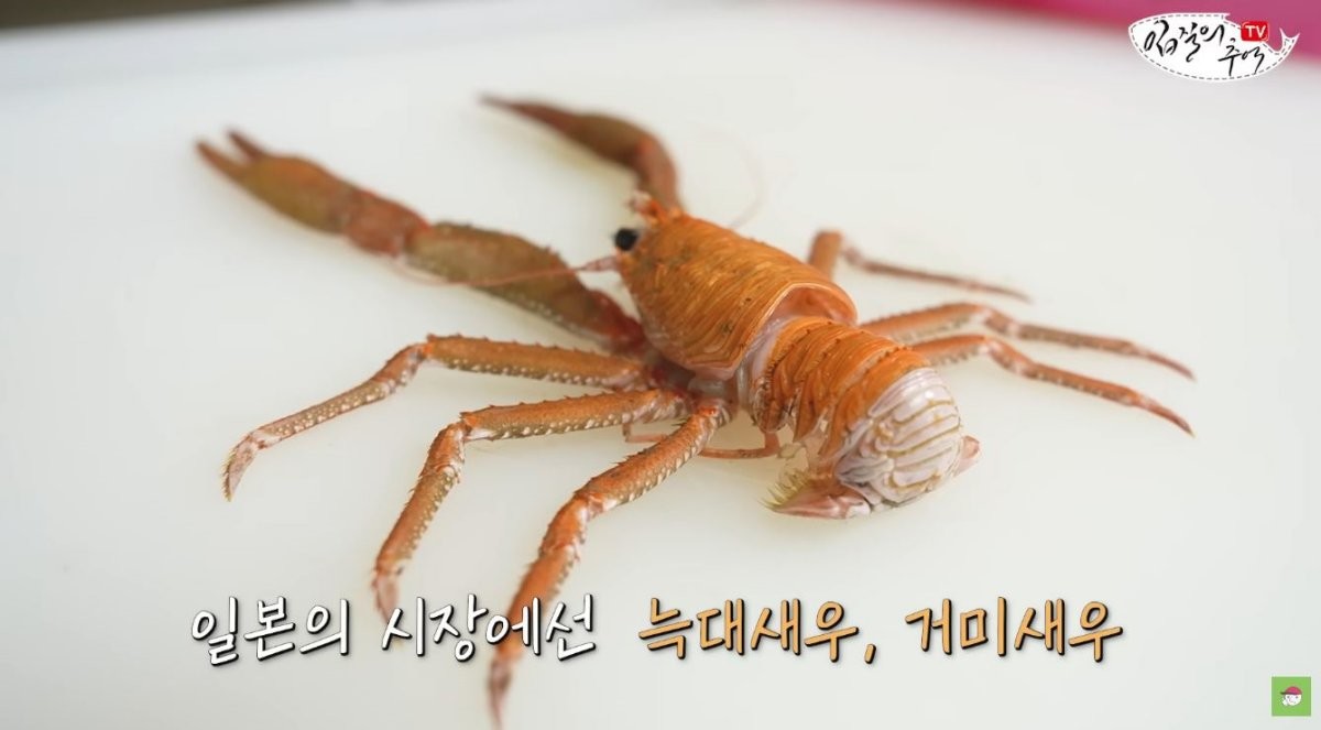 새우. / 유튜브 '입질의추억TV jiminTV'