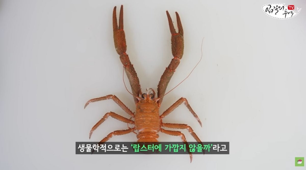 새우. / 유튜브 '입질의추억TV jiminTV'