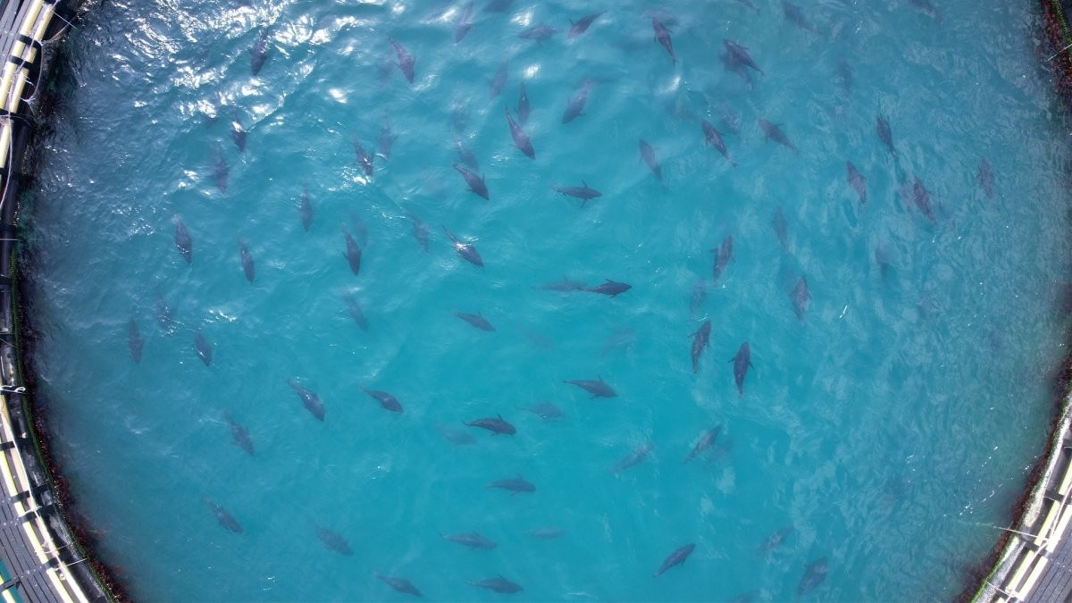 EBS1 '한국기행' 미리보기 페이지에서 제공하는 '바다의 끝판왕, 욕지도 生참치' 편 자료 사진. / EBS1 제공