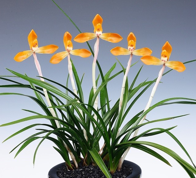 2026 제8회 화순 난 명품 박람회 대상 작품( 황재하 씨 작품 주금화옥보)