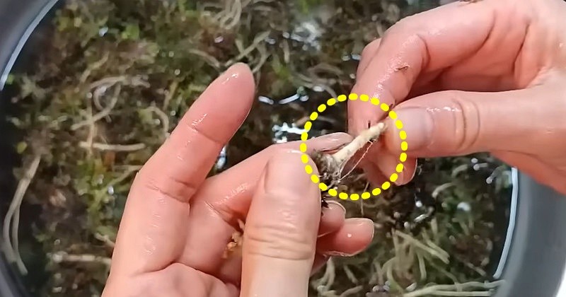 유튜브 '주부나라'