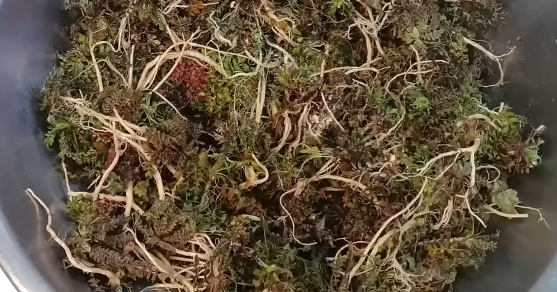 유튜브 '주부나라'