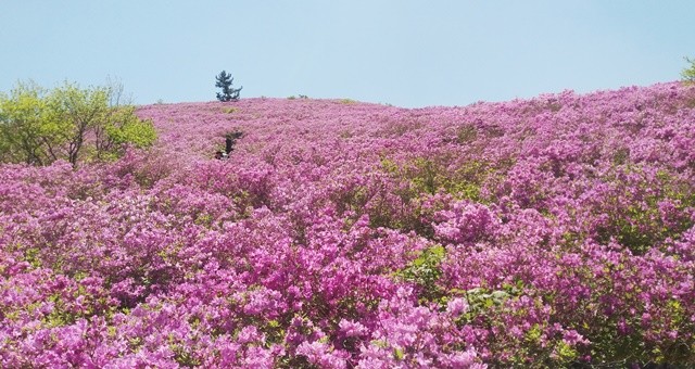 일림산 철쭉군락지 전경