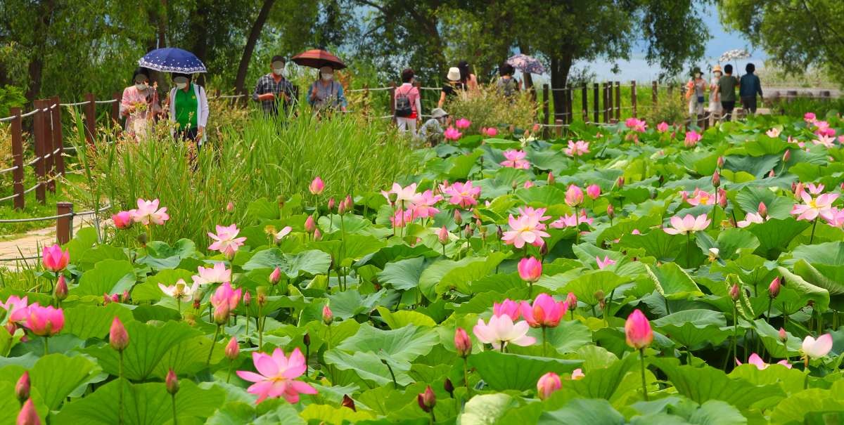 양평 세미원. / 뉴스1